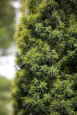 Produktbild von Taxus baccata, Eibe, immergrün, 20–30 cm