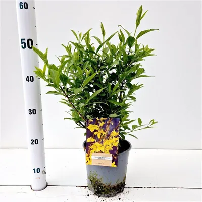 Obrázok produktu pre Forsythia intermedia 'Minigold' – zlatovka | 40–50 cm v črepníku