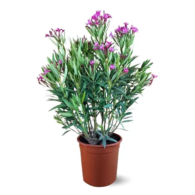 Image de Laurier rose - nerium oleander - ↕ 110-120 cm - ⌀ 24 cm - plante d'extérieur - fleur rose