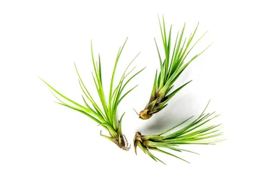 Obrázek produktu pro Gardners Tillandsia melanocrater