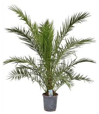 Obrázok produktu pre Gardners Phoenix Canariensis, priemer 30 cm