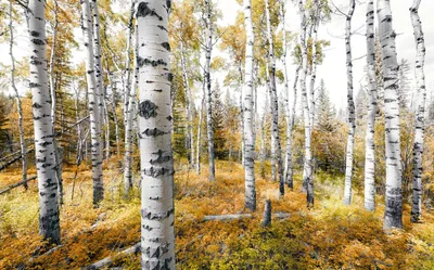 Immagine prodotto di Sanders & Sanders fotomurale foresta giallo ocra 450 x 280 cm