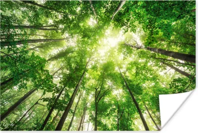 Produktbild von MuchoWow® Poster Wald - Sonne - Baum 180x120 cm - Fotoplakat