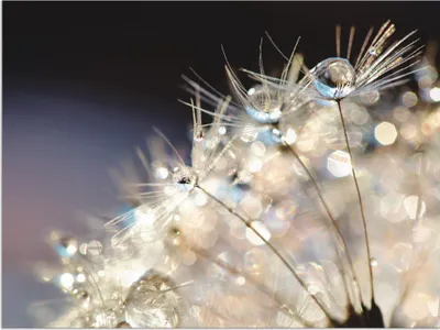 Produktbild von ARTland Wandbild Alu für Innen & Outdoor Pusteblume Fantasie Größe: 40x30 cm