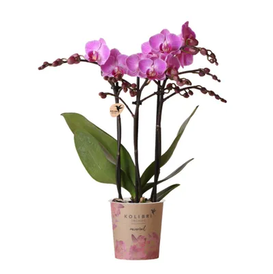 Zdjęcie produktu dla Kolibri Orchids | Fioletowa/rózowa orchidea Phalaenopsis - Mineral Vienna - rozmiar doniczki 9cm | kwitnaca roslina doniczkowa - swiezo od producenta