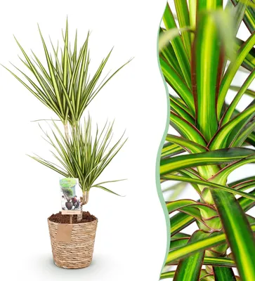Produktbild von Green boutiQ - Zimmerpflanzen - Dracaena Sunray - Drachenbaum - Wenig Pflege - mit Korb - Grün - Gelb - 1 Pflanze - Topf 17cm - Höhe 70-75cm