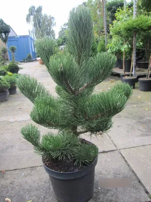Produktbild von Schwarzkiefer Oregon Green - Pinus nigra Oregon Green 60-70