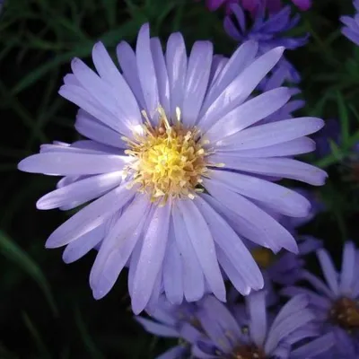 Immagine prodotto di 6 x Aster a cuscino  - Aster dumosus 'Lady In Blue'  | Vaso 9 cm x 9 cm