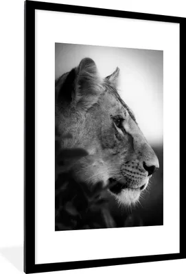 Produktbild von MuchoWow® Gerahmtes Poster Porträt eines Tigers im Dschungel - schwarz und weiß 60x90 cm - Poster mit Schwarzem Bilderrahmen Wandposter Rahmen Foto Bilder - Dekoration - Wandposter Wohnzimmer - Hochwertig