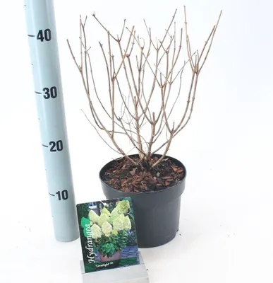 Zdjęcie produktu dla Hydrangea paniculata ‘Limelight’® PBR – hortensja | 20–30 cm w doniczce