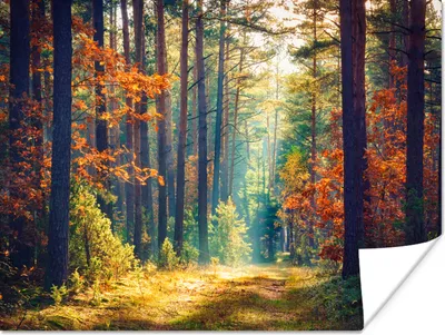 Produktbild von MuchoWow® Poster Wald - Sonne - Natur - Herbst 120x90 cm - Wandbild