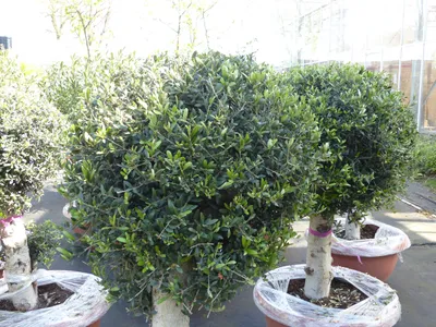 Produktbild von Bonsai Kugel Olivenbaum 140 - 170 cm knorrige urige Olive winterhart Olea Europaea Ölbaum