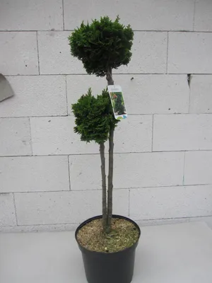 Produktbild von Doppelter Hochstamm - Chamaecyparis obtusa Nana Gracilis - Zwerg-Muschel-Zypresse