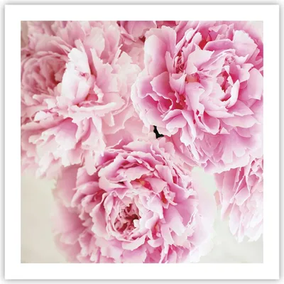 Produktbild von Poster - Poster ohne Rahmen - Pfingstrosen Blumenstrauß Blumen - 60x60 cm - Wand Bild - Wanddeko - Wandbilder - Kunstposter - Wandposter - Bilder - Kunstdruck - Wanddekoration - P2XAC60x60-4961