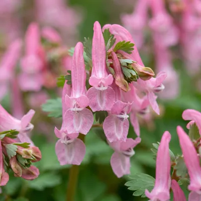 Produktbild von Green boutiQ - 20x Corydalis Beth Evans - Lerchensporner Beth Evans - Weiß und Lila - Verwilderungszwiebel - Zwiebelgröße 6/+