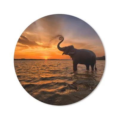 Produktbild von MuchoWow® Mauspad Mousepad Elefant - Meer - Tiere - Sonnenuntergang - Orange 40x40 cm - Mousepads - Maus Mat - Pad - Mausunterlage - Schreibtisch Accessoires