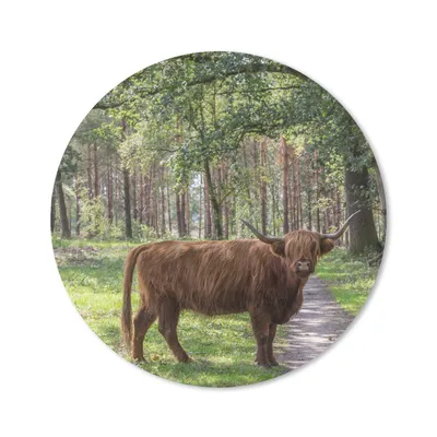 Produktbild von MuchoWow® Mauspad Mousepad Schottischer Highlander - Kröte - Baum 40x40 cm - Mousepads - Maus Mat - Pad - Mausunterlage - Schreibtisch Accessoires