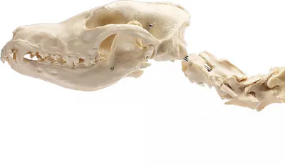 Image de HeineScientific Squelette artificiel de chien grand