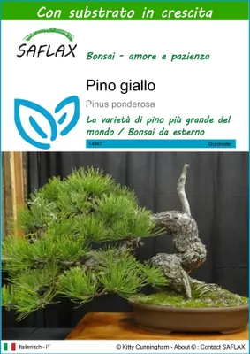 Immagine prodotto di SAFLAX  - Pino giallo - 20 semi - Con substrato - Pinus