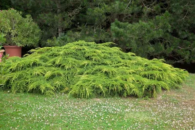 Produktbild von Juniperus media 'Pfitzeriana Aurea', Gold-Wacholder, 30–40 cm