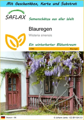 Produktbild von SAFLAX Geschenk Set - Blauregen - Wisteria sinensis - 4 Samen - Mit Geschenkbox, Versandaufkleber, Geschenkkarte und Anzuchtsubstrat
