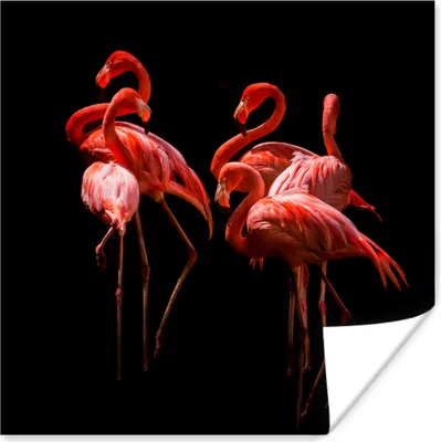 Produktbild von MuchoWow® Poster Flamingos - Vögel - Federn - Schwarz 50x50 cm - Wohnzimmerdekoration