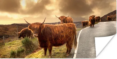 Produktbild von MuchoWow® Poster Schottische Highlanders - Himmel - Straße 160x80 cm - Foto Poster