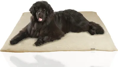 Produktbild von Rohrschneider Weiches Hundebett mit waschbarem Bezug | Gemütliches Hundekissen aus Cord | Premium Hunde Bettdecke | Hundebett waschbar | Größe XL
