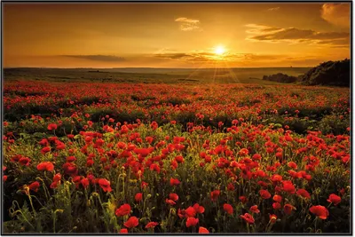 Produktbild von Wallario Wandbild Mohnblumenwiese bei Sonnenuntergang am Abend, Größe: 61 x 91,50 cm, Poster mit schwarzem Aluminiumrahmen