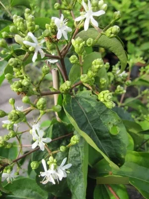 Produktbild von Heptacodium miconioides Tianshan - Sieben-Söhne-des-Himmels-Baum