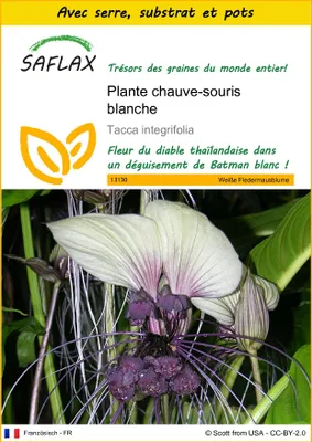 Image de SAFLAX Ensemble de culture - Plante chauve-souris blanche - 10 graines - Tacca