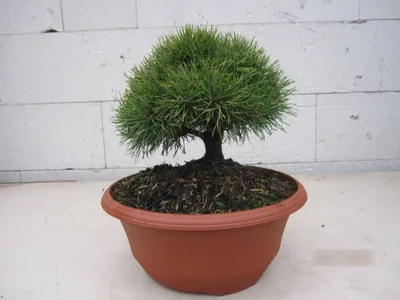 Produktbild von Pinus sylvestris Bexel - Waldkiefer Bexel