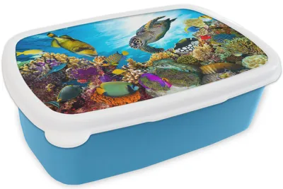 Obrázok produktu pre KitchenYeah® Lunchbox Box na desiatu 17x11 cm Želva - more - Koral Detský box na desiatu - Obed - Plastový - Chlebová plechovka - Box na sendvič - Box na desiatu pre deti