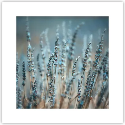 Produktbild von Poster - Poster ohne Rahmen - Lavendel Klinge Blume - 30x30 cm - Wand Bild - Wanddeko - Wandbilder - Kunstposter - Wandposter - Bilder - Kunstdruck - Wanddekoration - Wandbild - P2XAC30x30-4986