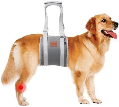 Productafbeelding van Draaghulp voor Honden