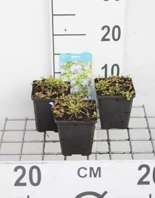 Immagine prodotto di 6 x Mazus reptans - Mazus strisciante - Vaso 9 x 9 cm