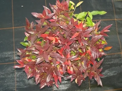 Produktbild von Leucothoe walteri Red Cap - Traubenheide - Traubenmyrte 30-40cm