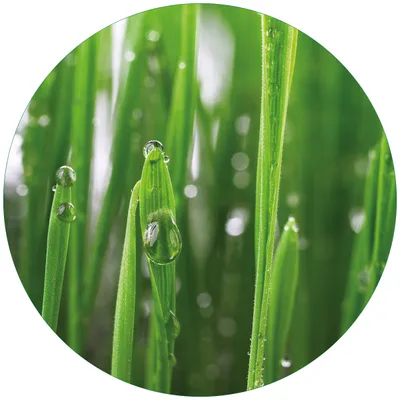 Produktbild von Wallario Premium Glasbild, freischwebende Optik, kräftige Farben, rund 50cm Durchmesser, Motiv Wassertropfen an Grashalmen