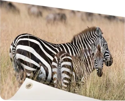 Produktbild von Gartenposter - 120x80 cm - Zebras in der Natur  - Modernes Wandbilder - Wilde Tierposter
