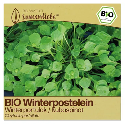 Produktbild von Samenliebe  Winterpostelein Samen | Winterportulak Kubaspinat - winterhart - samenfestes  Saatgut