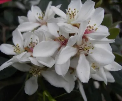Produktbild von Rhaphiolepis umbellata - Japanische Weißdolde - 30-40