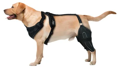 Immagine prodotto di Supporto regolabile per l'anca dei cani, ideale per la riabilitazione