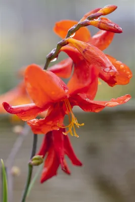 Produktbild von Crocosmia x crocosmiiflora 'Babylon', Montbretie, orange, ca. 11x11 cm Topf