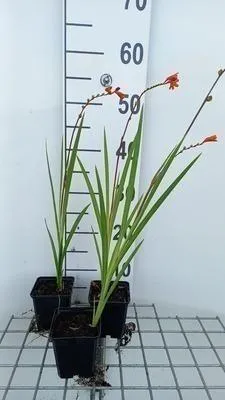 Obrázok produktu pre 6 x Crocosmia hybr. 'Red King' - Crocosmia - Topf 9 x 9 cm