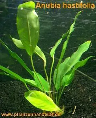 Produktbild von 1 Topf Anubia Hastifolia, große Anubia