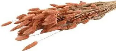 Produktbild von Trockenblumenstrauß Lagurus 100g aus Naturmaterial Pink/Rosa (H) 50cm