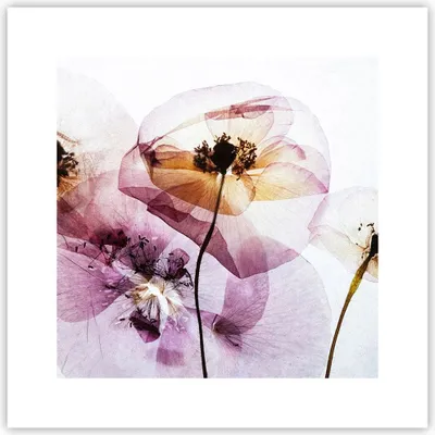 Produktbild von Poster - Poster ohne Rahmen - blume sommer natur - 30x30 cm - Wand Bild - Wanddeko - Wandbilder - Kunstposter - Wandposter - Bilder - Kunstdruck - Wanddekoration - Wandbild - P2XAC30x30-3821