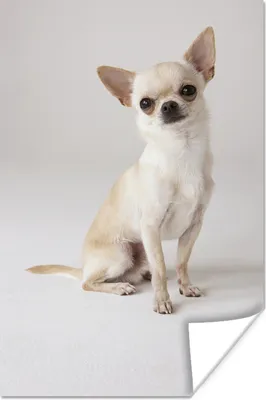 Produktbild von MuchoWow® Poster Porträt eines sitzenden weißen Chihuahuas 80x120 cm - Papierdruck