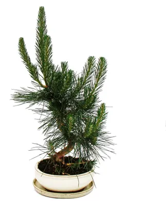 Obrázek produktu pro Bonsaj - Pinus thunbergii - japonská borovice černá - stáří přibližně 19 let