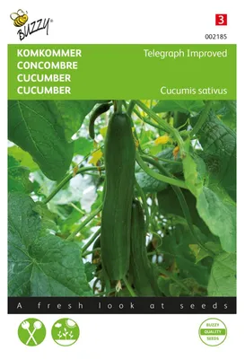 Produktbild von Freilandgurke Telegraph Improved | Freilandgurkensamen von Buzzy Seeds
